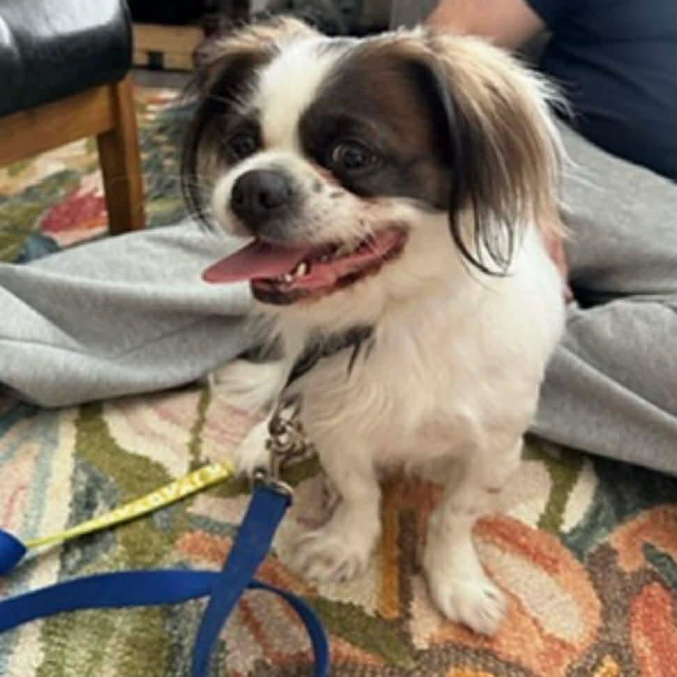 Enlarge LOUIE, a Adoptable mixed breed in Richmond Hill , ON image 6/6