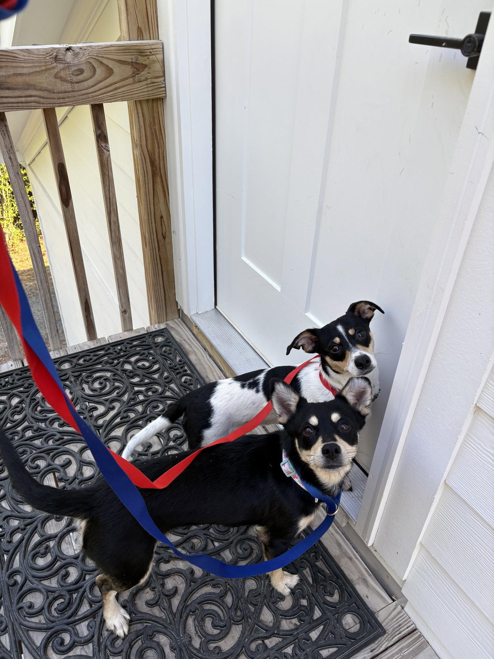 Honey, Adopted, Young Female Chihuahua.
