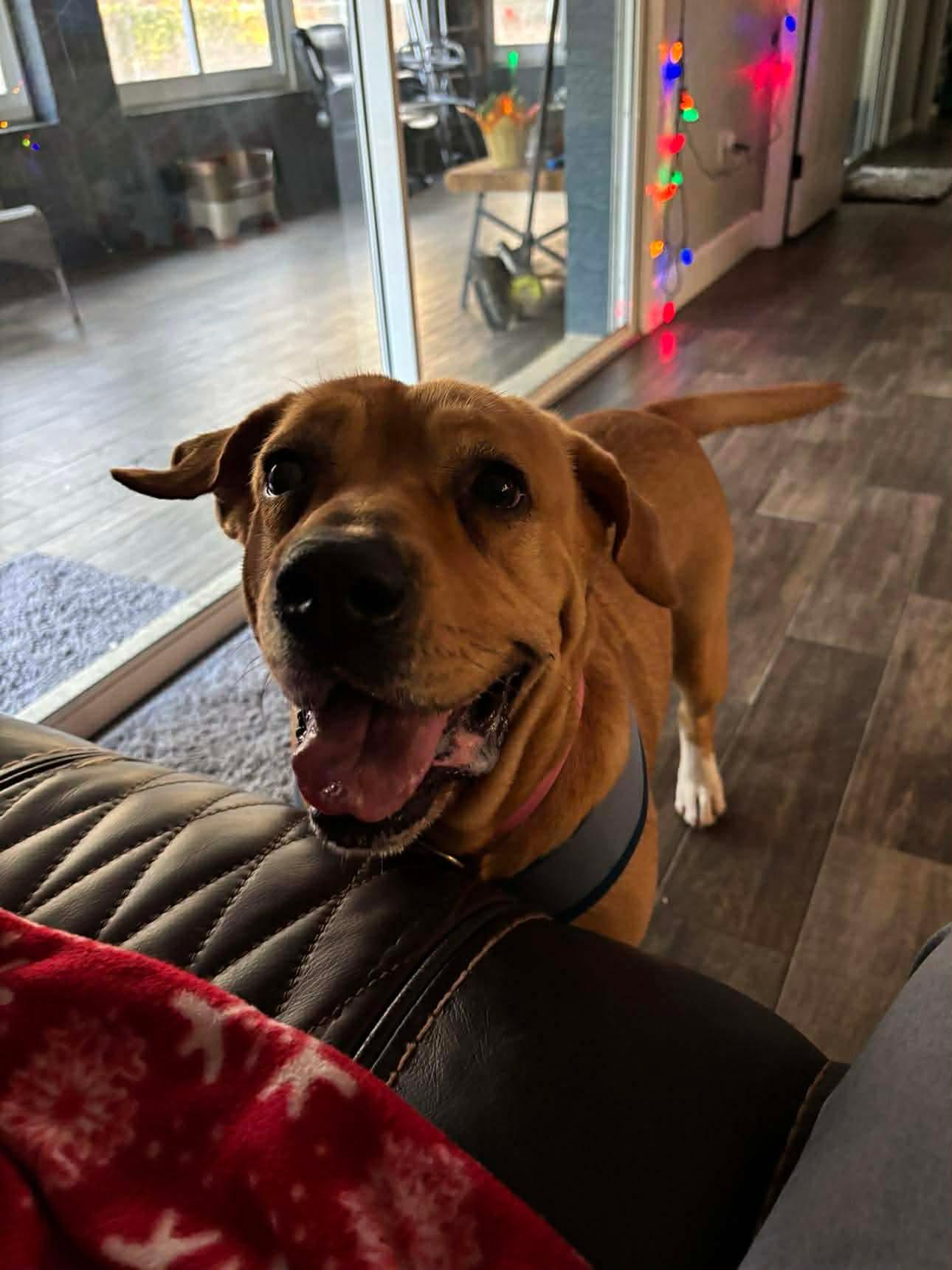 Enlarge Muffins, a ADOPTABLE mixed breed in Inverness, FL image 1/5