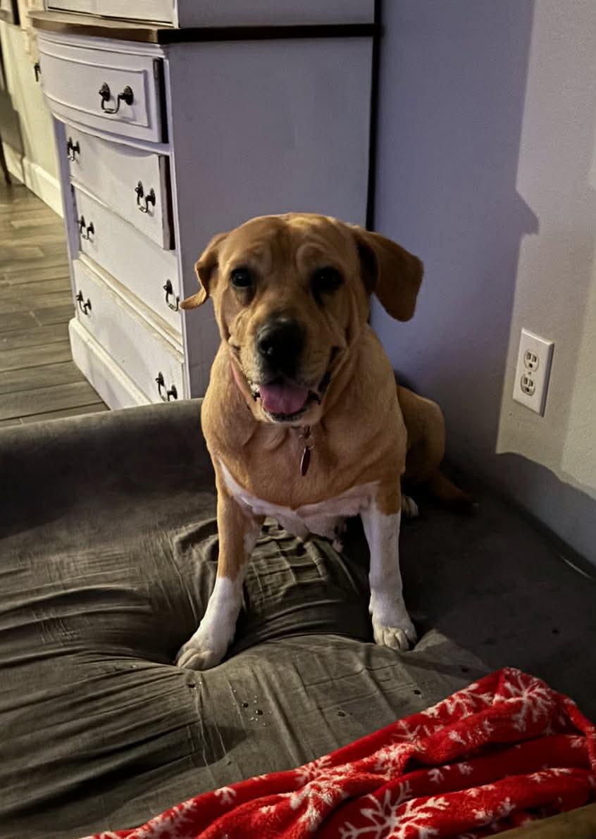 Enlarge Muffins, a ADOPTABLE mixed breed in Inverness, FL image 2/5