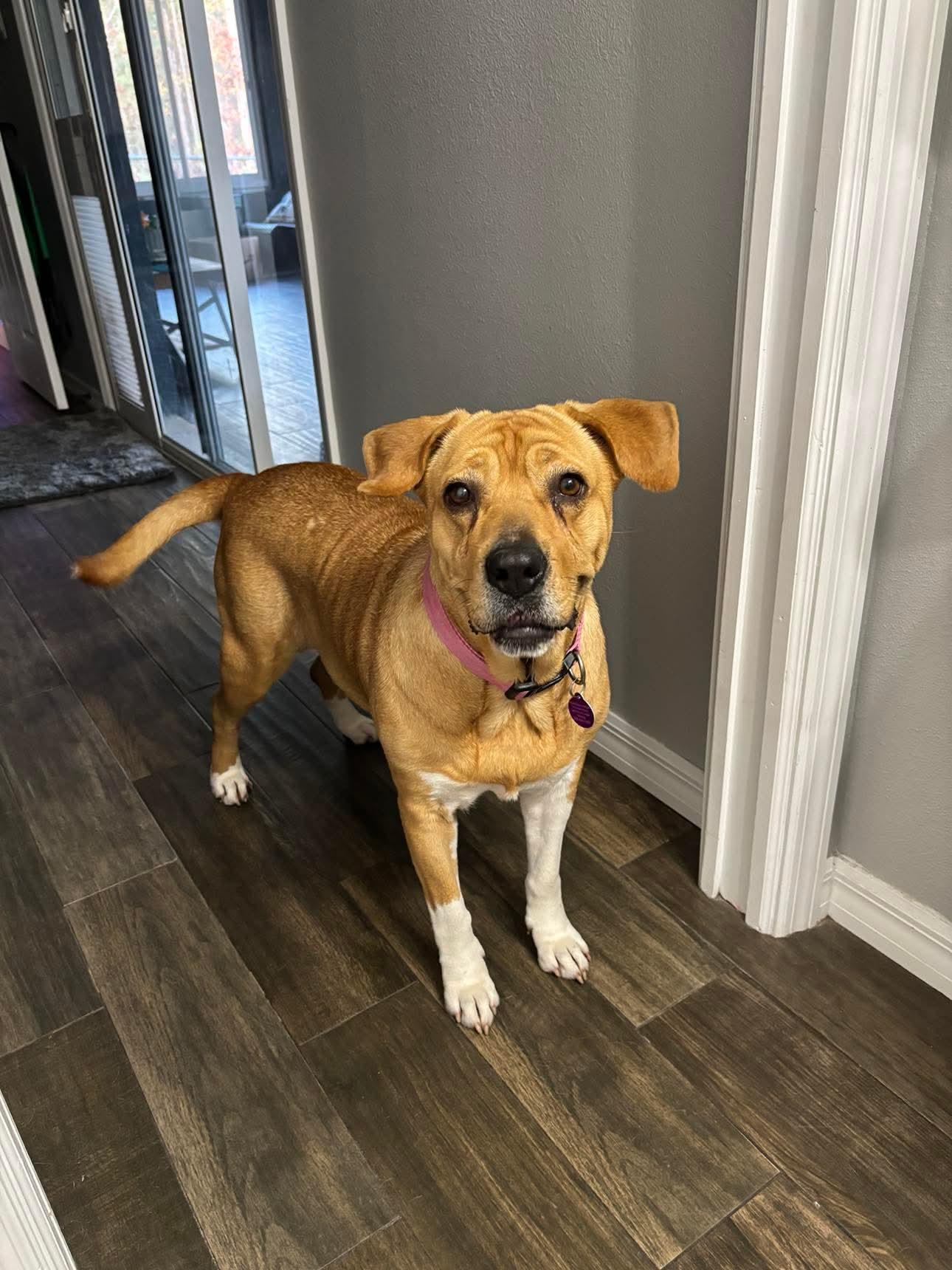 Enlarge Muffins, a ADOPTABLE mixed breed in Inverness, FL image 3/5