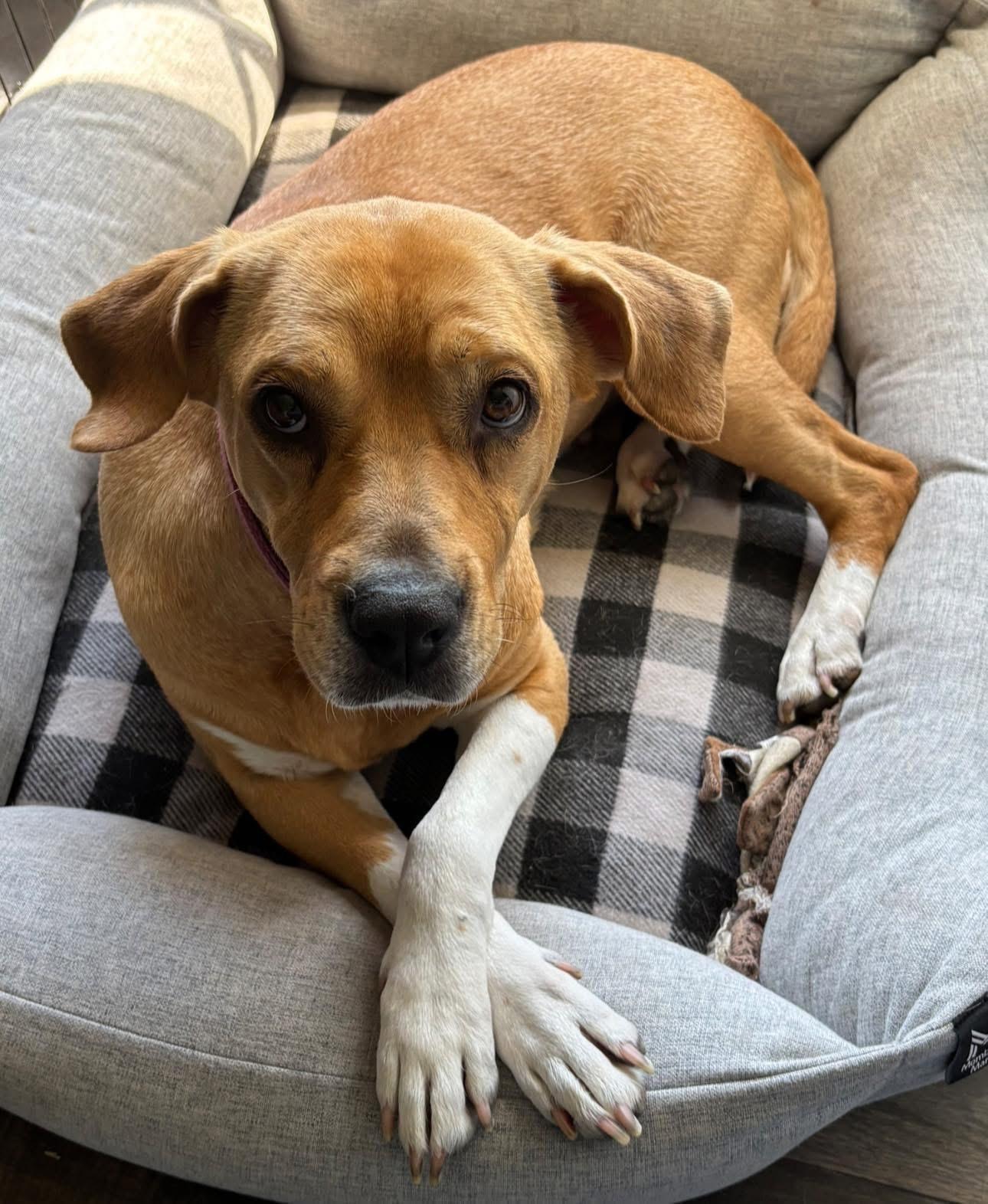 Enlarge Muffins, a ADOPTABLE mixed breed in Inverness, FL image 1/5