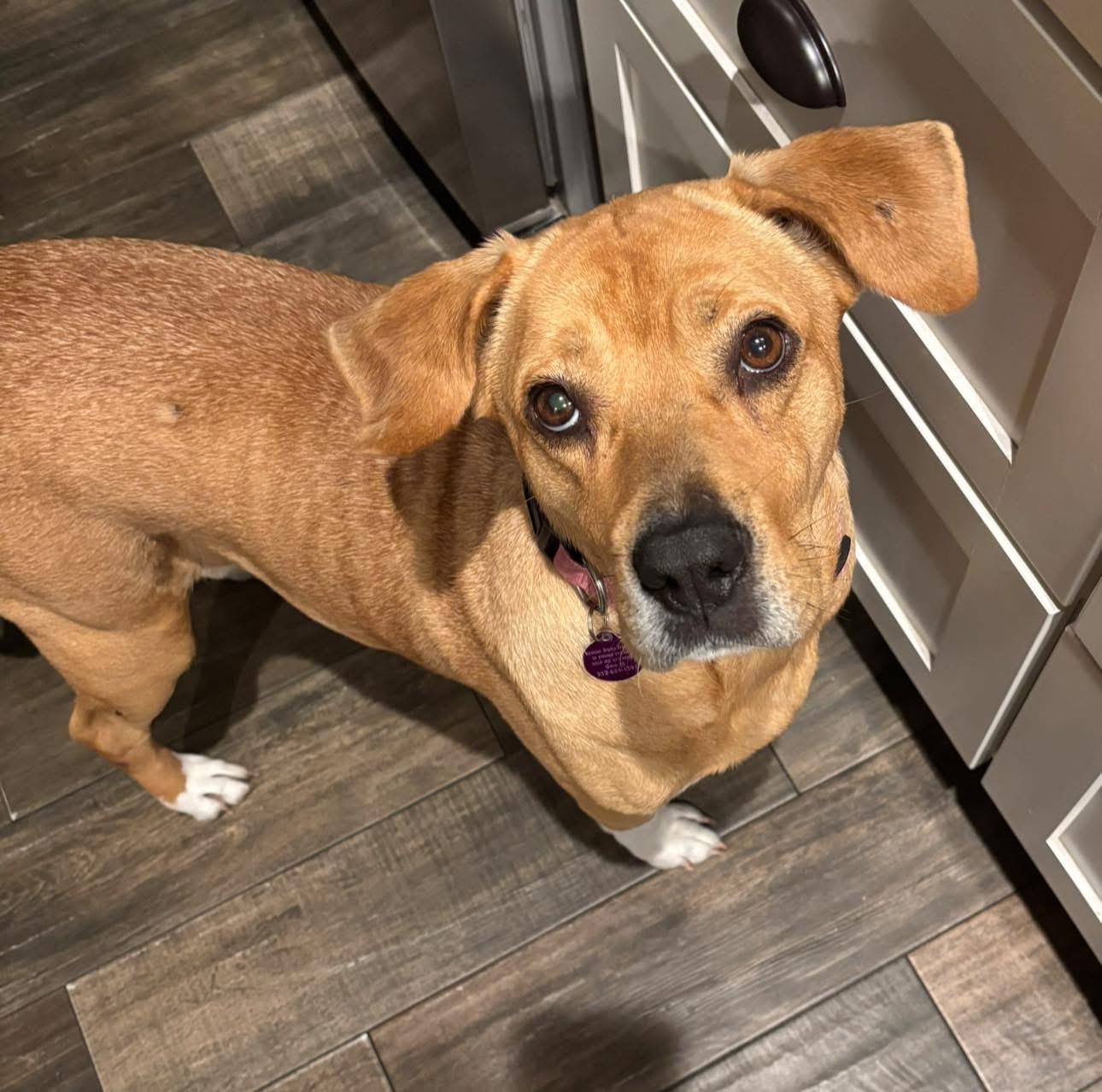 Enlarge Muffins, a ADOPTABLE mixed breed in Inverness, FL image 4/5