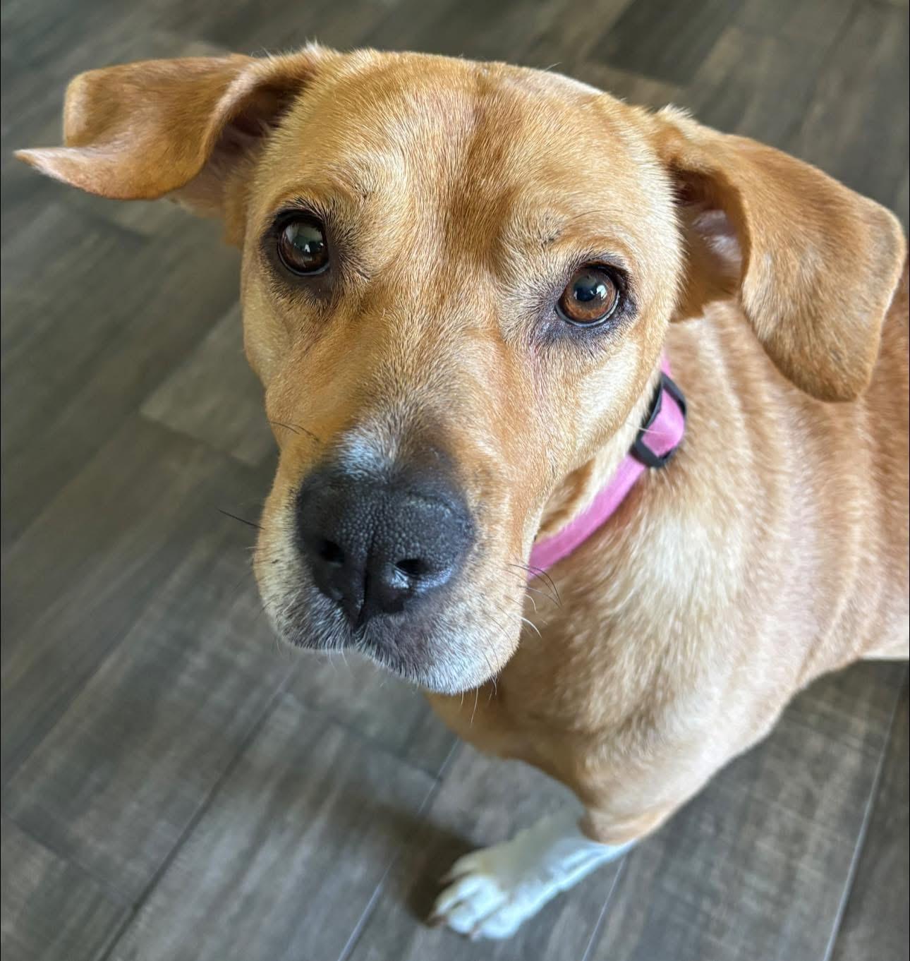 Enlarge Muffins, a ADOPTABLE mixed breed in Inverness, FL image 3/5