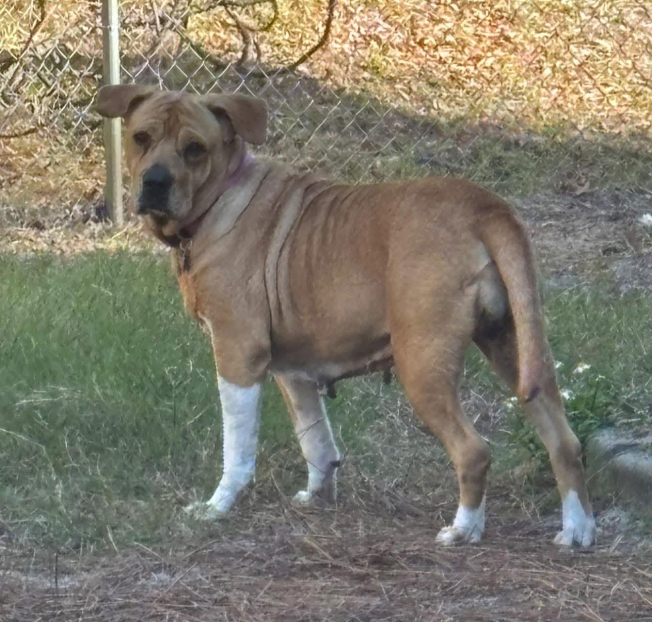 Enlarge Muffins, a ADOPTABLE mixed breed in Inverness, FL image 5/5