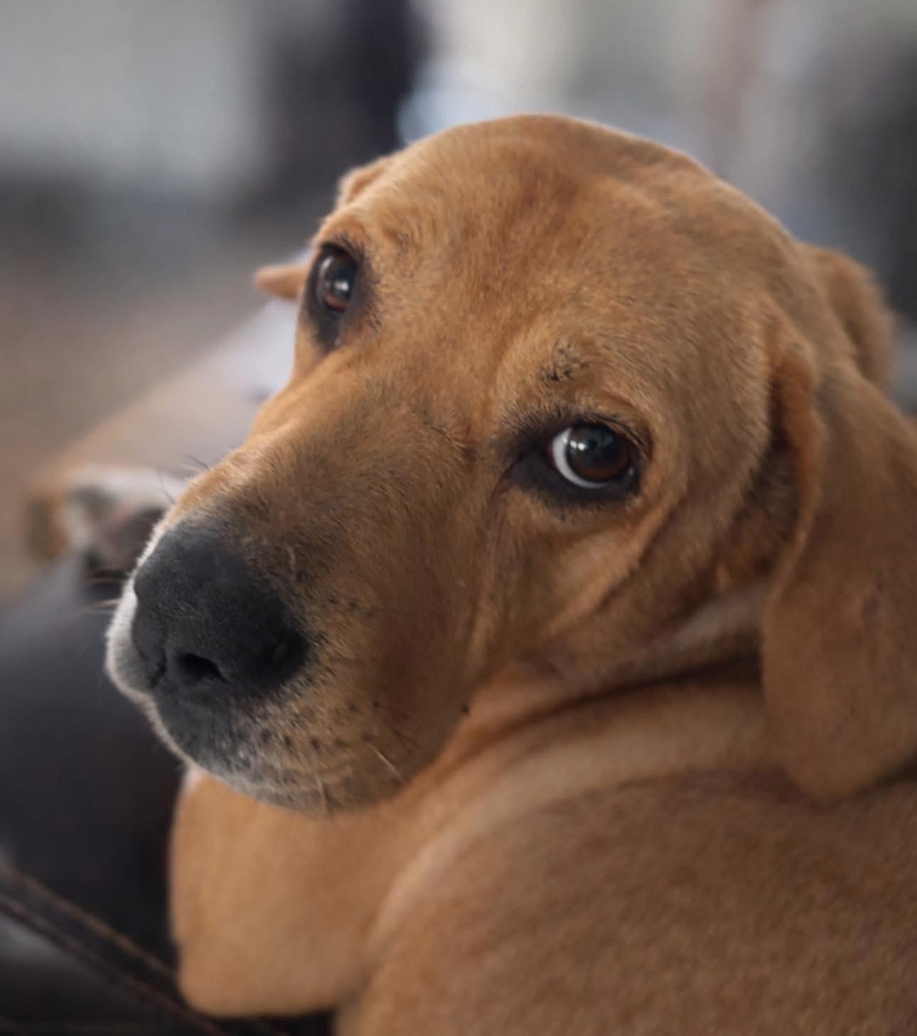 Enlarge Muffins, a ADOPTABLE mixed breed in Inverness, FL image 2/5