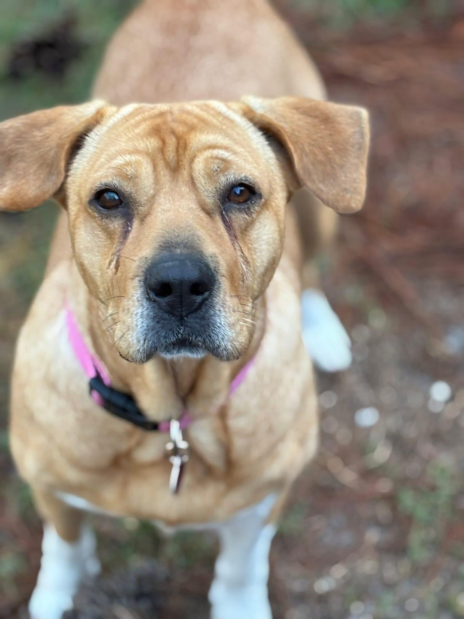 Enlarge Muffins, a ADOPTABLE mixed breed in Inverness, FL image 4/5