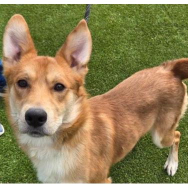 Leo *Coming Soon*, Adoptable, Young Male Mixed Breed.