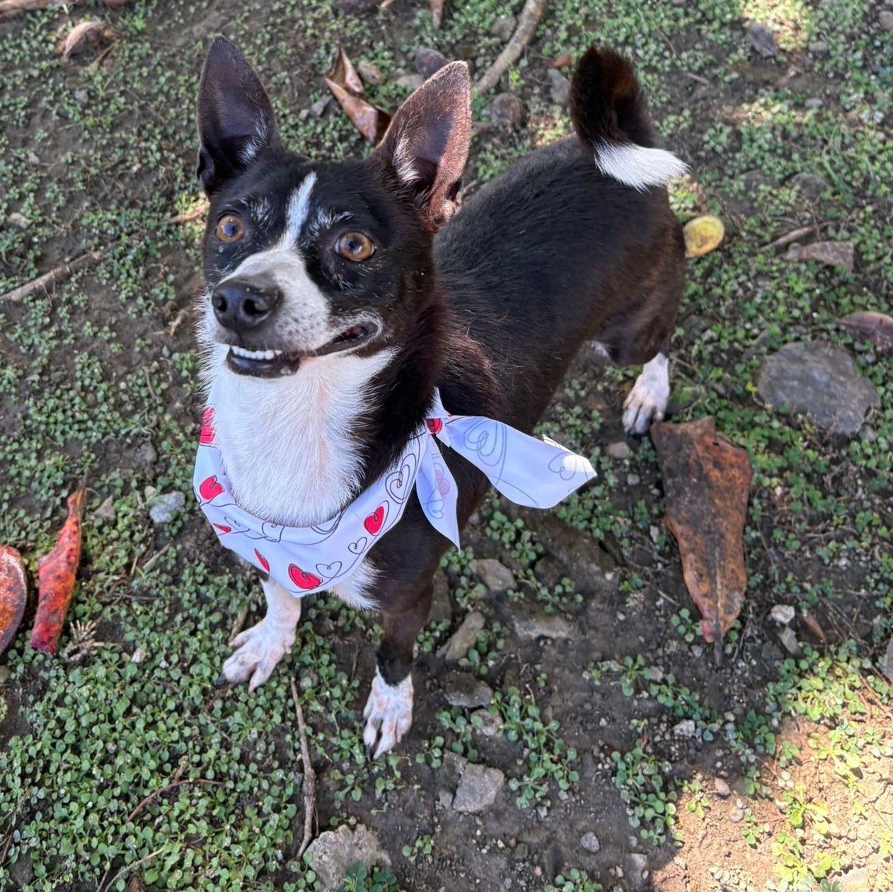 Spock — thumbnail 2