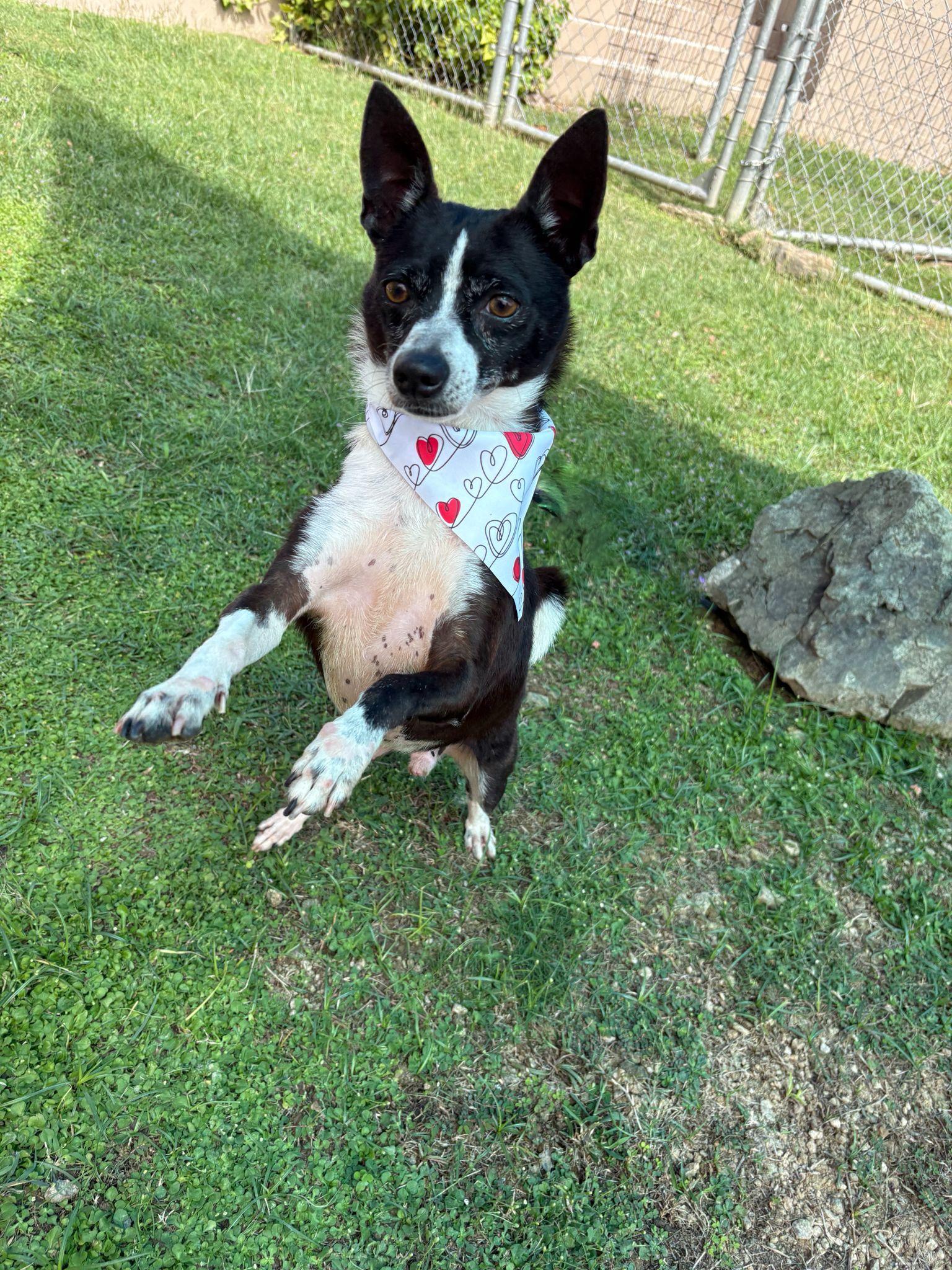 Spock — thumbnail 3