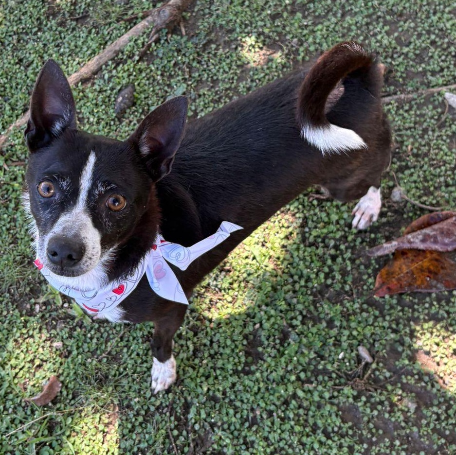 Spock — thumbnail 4