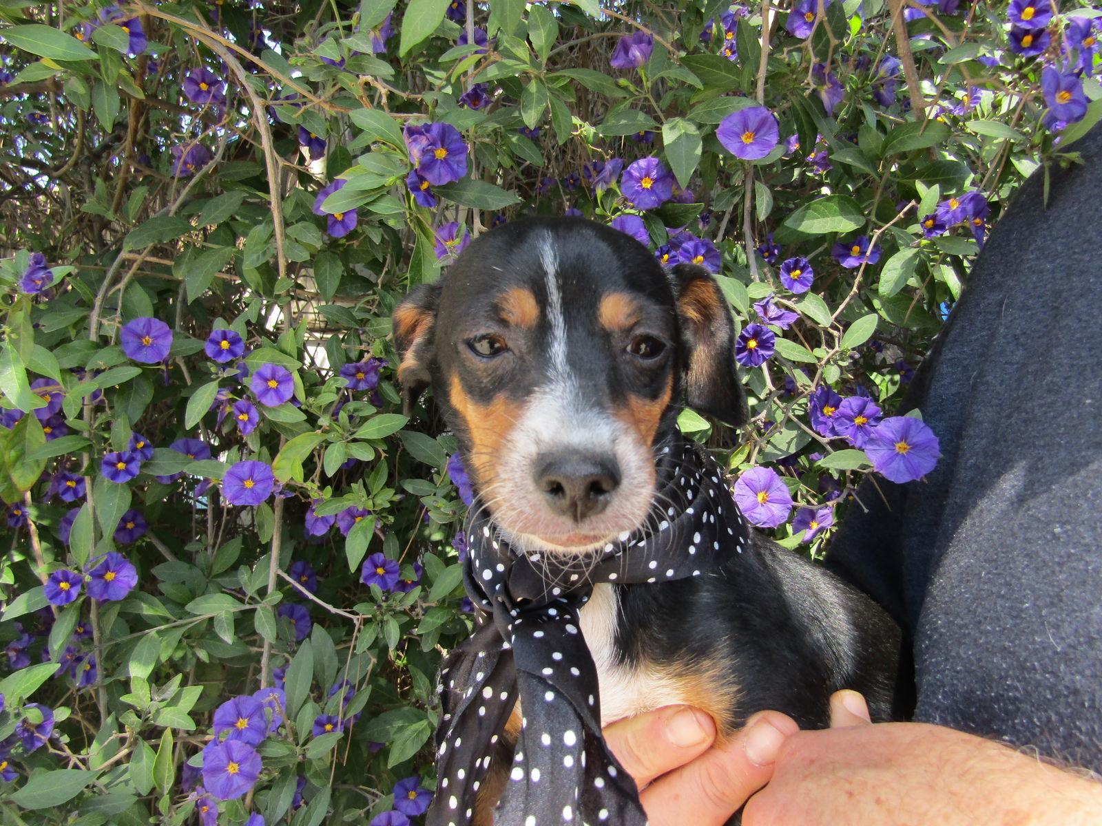 Enlarge rto, a Adoptable Mixed Breed in San Diego, CA image 1/1