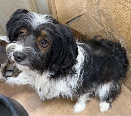 Enlarge Shane, a Adoptable mixed breed in Thompson Falls, MT image 1/3