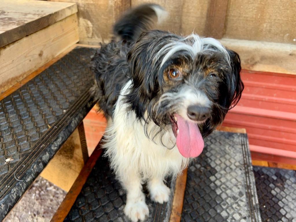Enlarge Shane, a Adoptable mixed breed in Thompson Falls, MT image 2/3