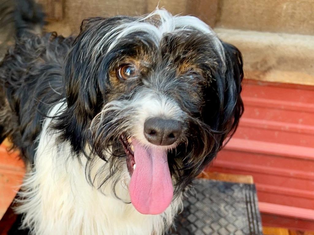 Enlarge Shane, a Adoptable mixed breed in Thompson Falls, MT image 3/3