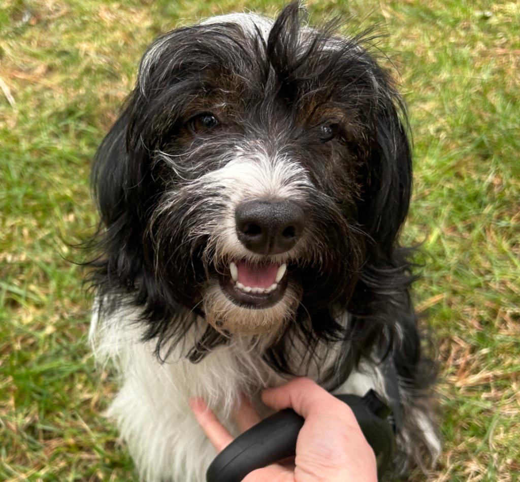 Enlarge Shamus, a Adoptable mixed breed in Thompson Falls, MT image 4/4