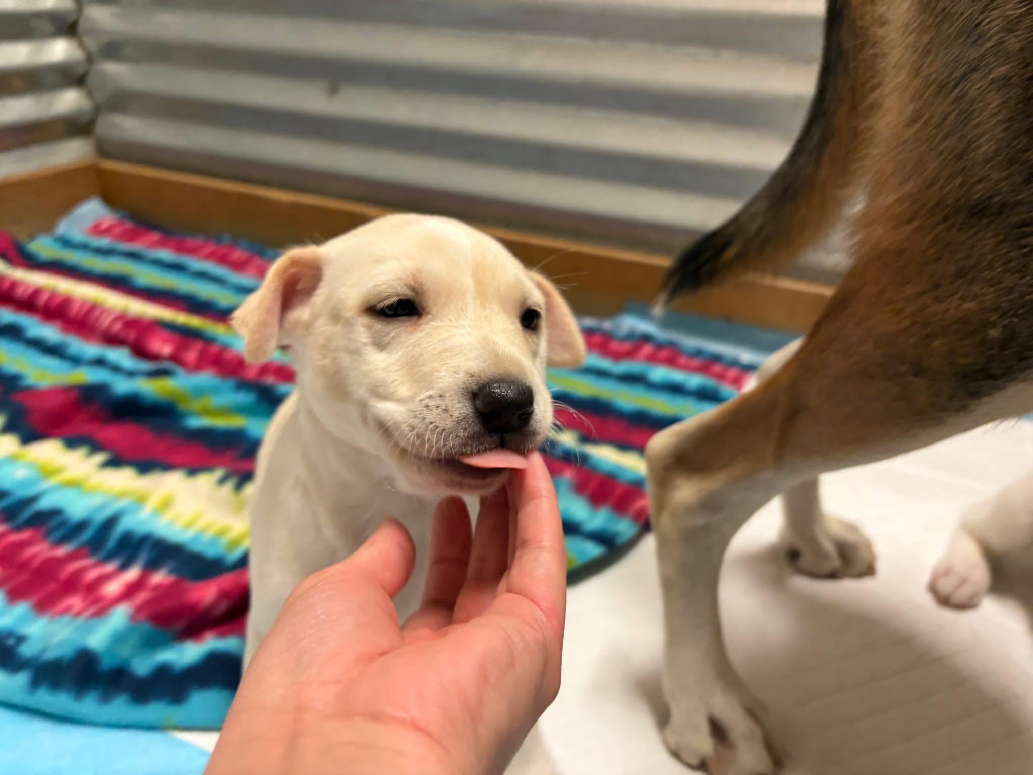 Hope, Adopted, Puppy Female Husky.