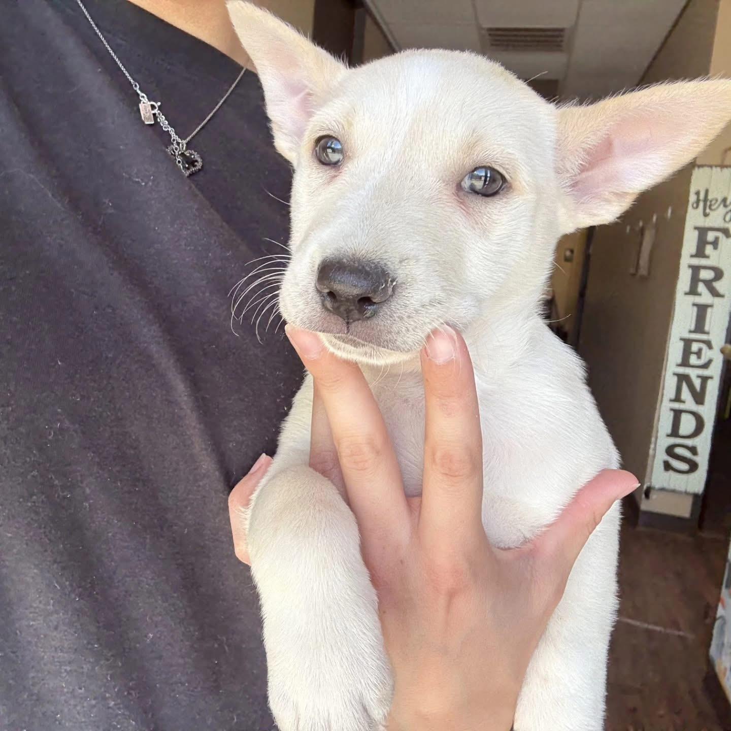 Enlarge Hope, a Adopted Husky in Whitestone, NY image 2/2