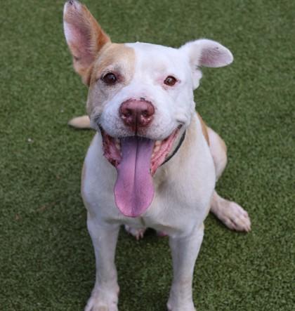 Trevor, a Adoptable Mixed Breed in Athens, GA image 3/3