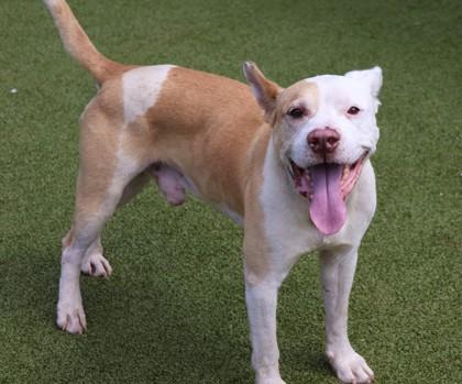 Trevor, a Adoptable Mixed Breed in Athens, GA image 2/3