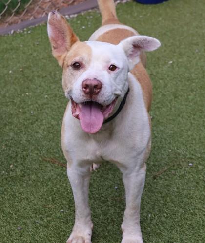 Trevor, a Adoptable Mixed Breed in Athens, GA image 1/3