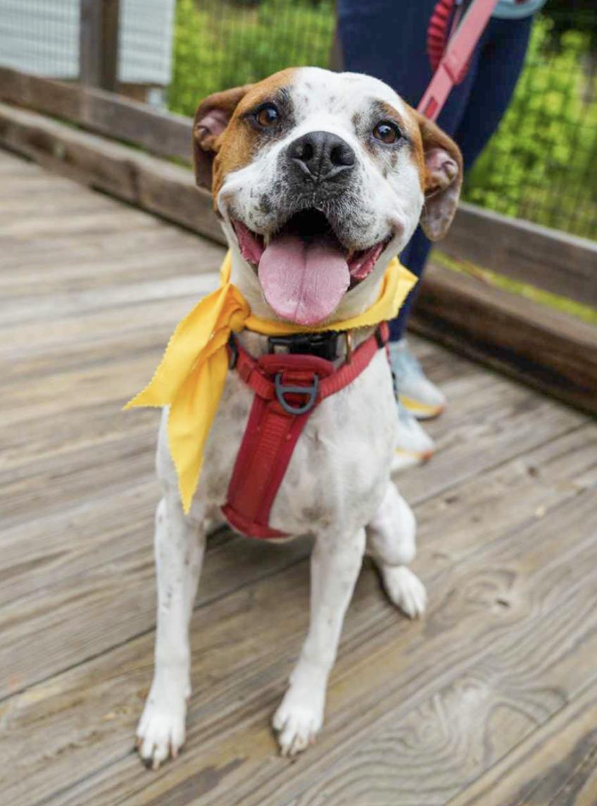 Enlarge Jolene, a ADOPTABLE mixed breed in Bethel, CT image 3/6