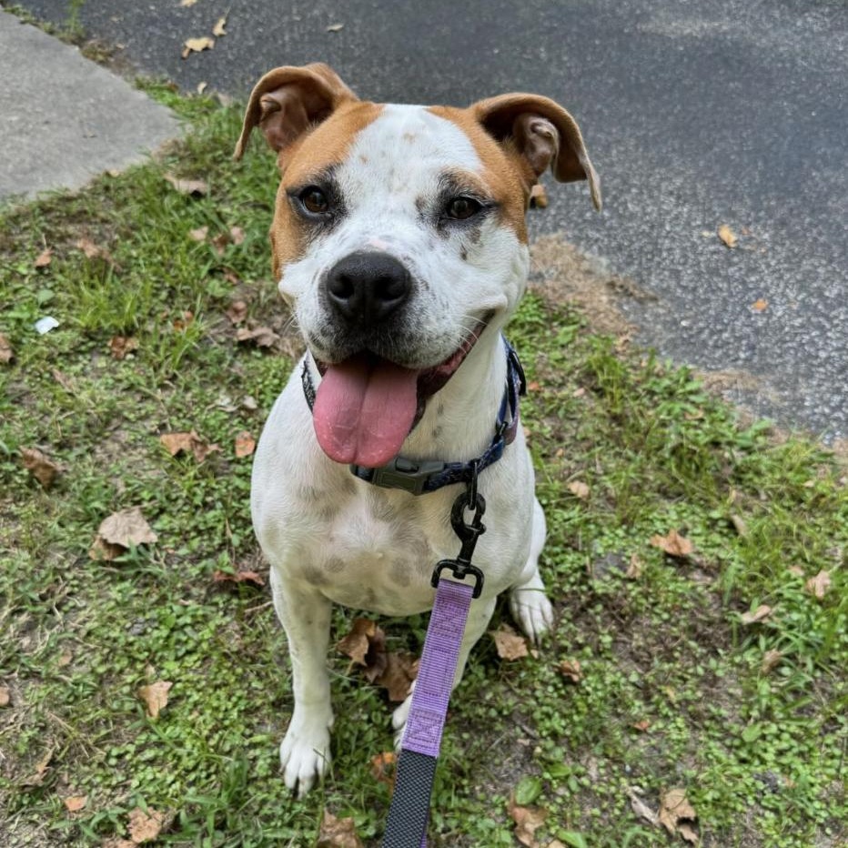 Enlarge Jolene, a ADOPTABLE mixed breed in Bethel, CT image 1/6