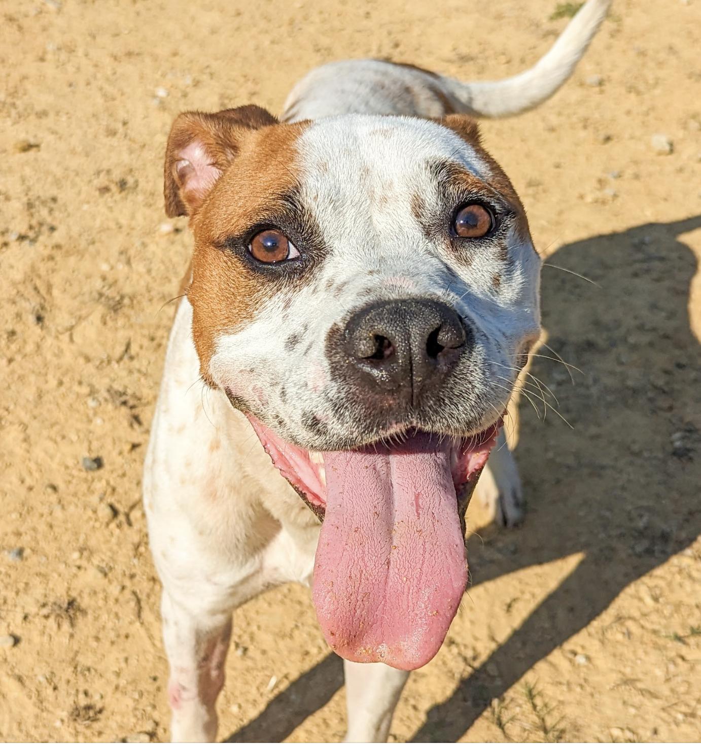 Enlarge Jolene, a ADOPTABLE mixed breed in Bethel, CT image 5/6