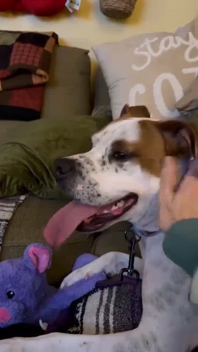 Enlarge Jolene, a ADOPTABLE mixed breed in Bethel, CT video 6/6