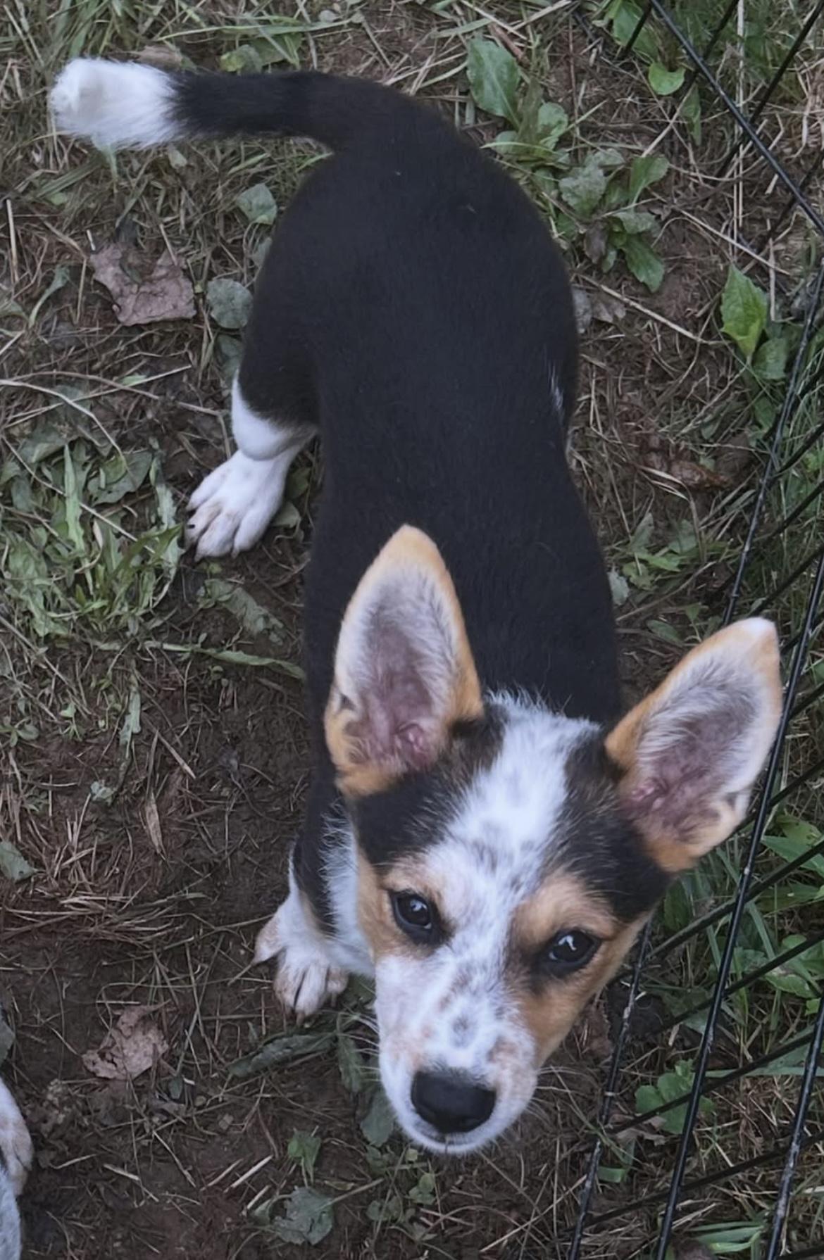 Zoey, ADOPTABLE, Puppy Female Australian Cattle Dog / Blue Heeler.