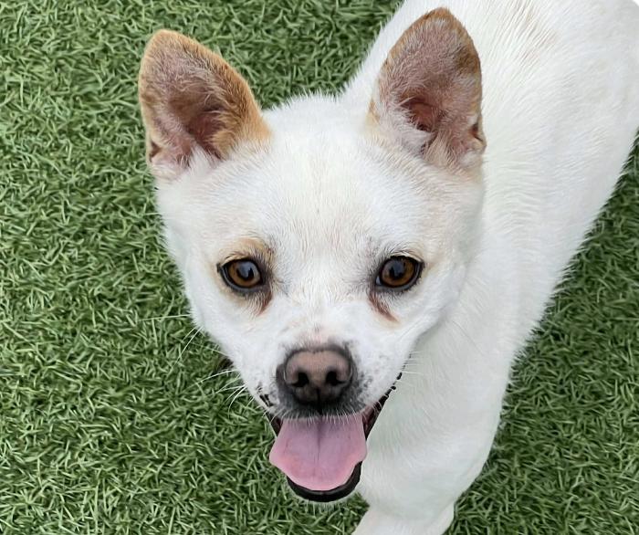 Hoi, Adoptable, Adult Female Spitz & Jindo.