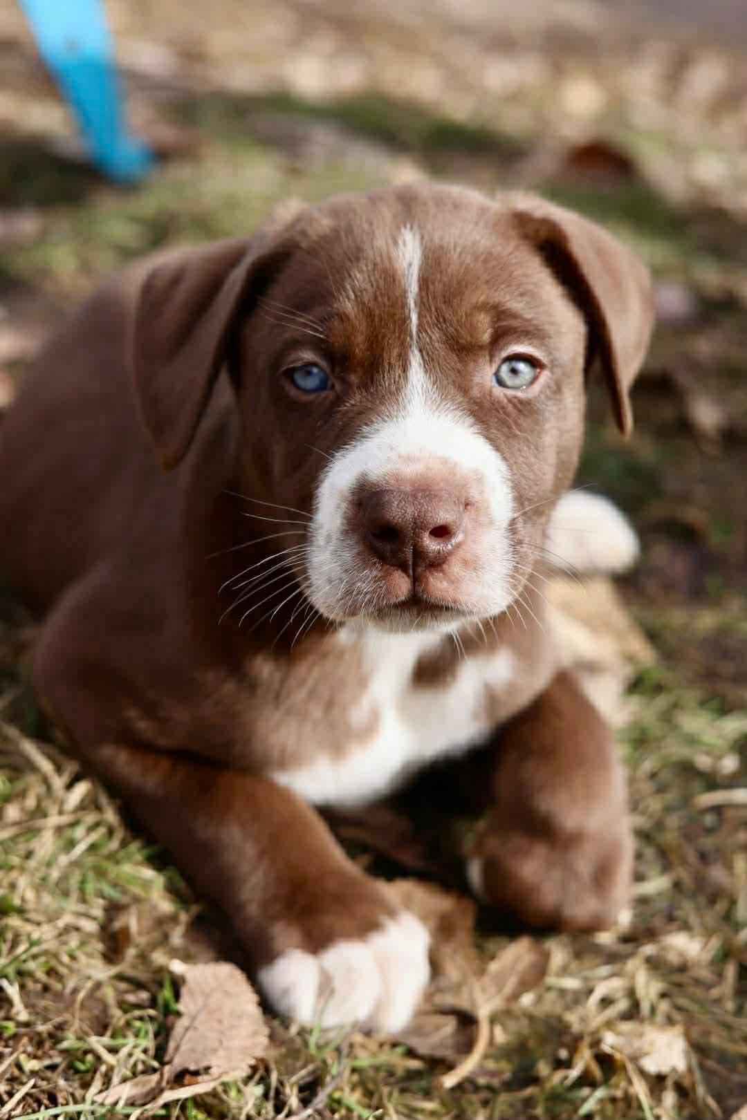 Bjorn, Adoptable, Young Male American Staffordshire Terrier.