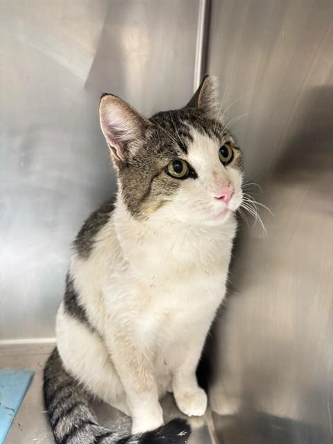 Enlarge PIGEON, a Adoptable Domestic Short Hair in Ogden, UT image 1/1