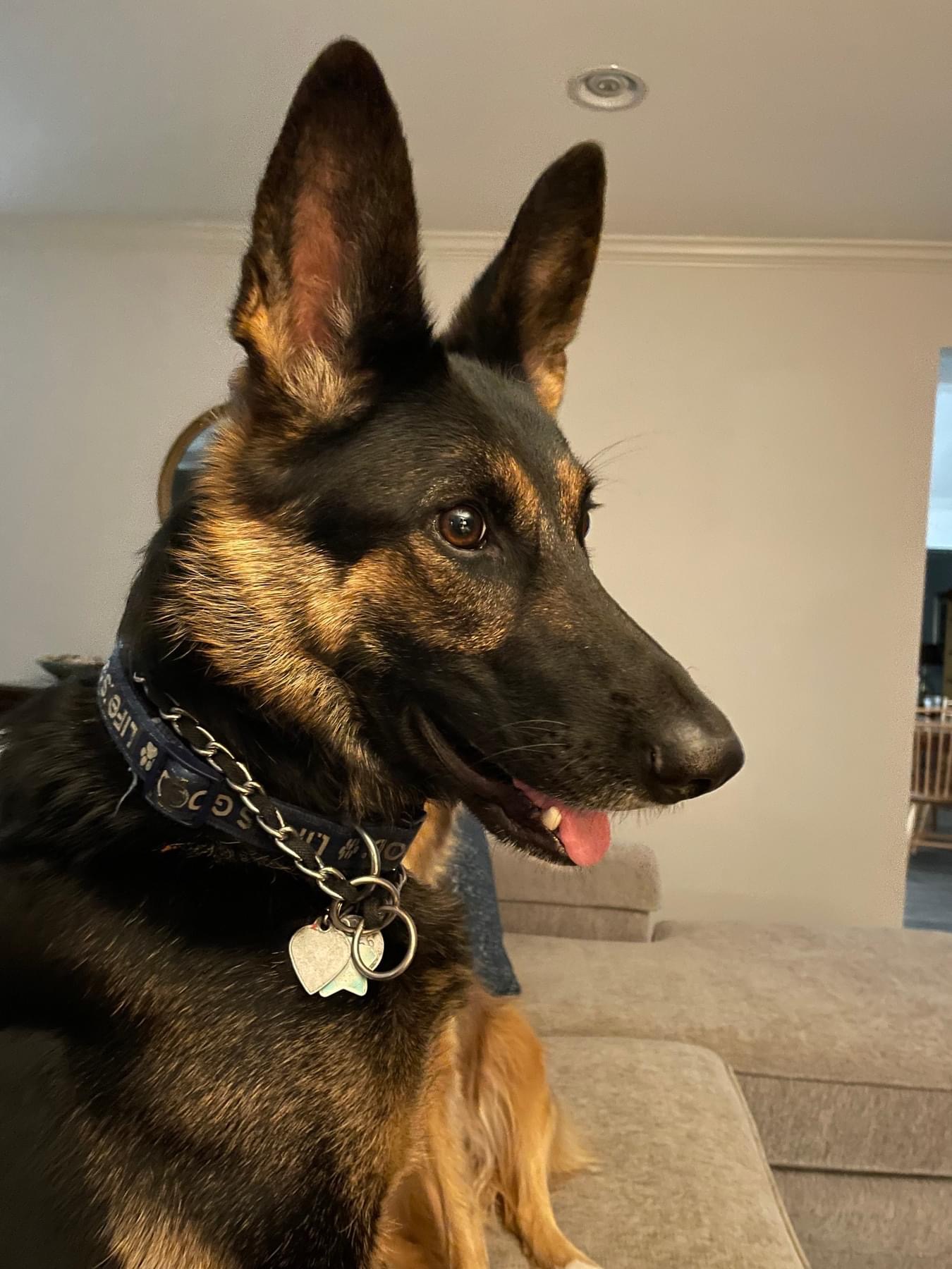 Dog for adoption Luna, a German Shepherd Dog in Lyndhurst, OH Petfinder