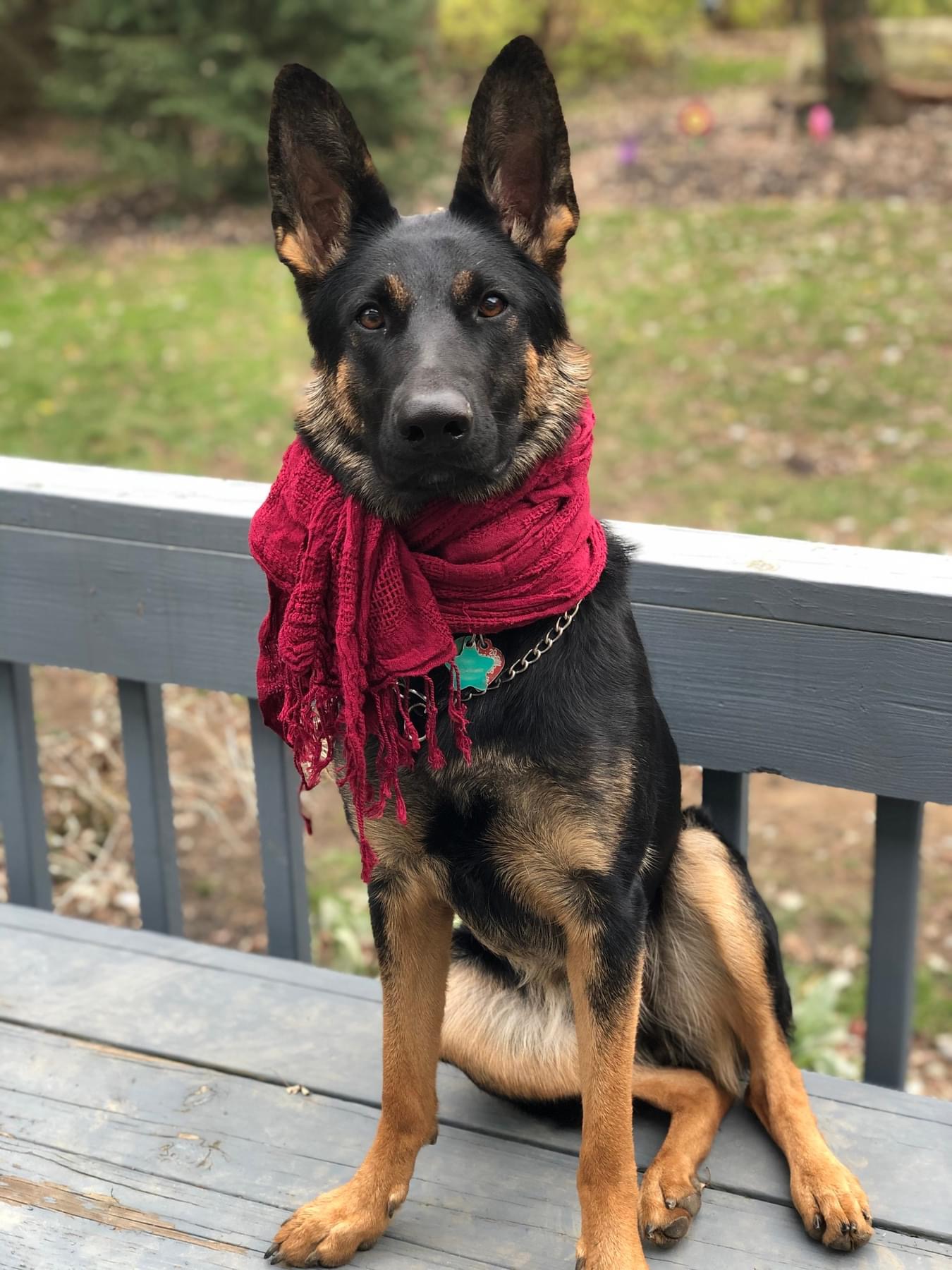 Dog for adoption Luna, a German Shepherd Dog in Lyndhurst, OH Petfinder