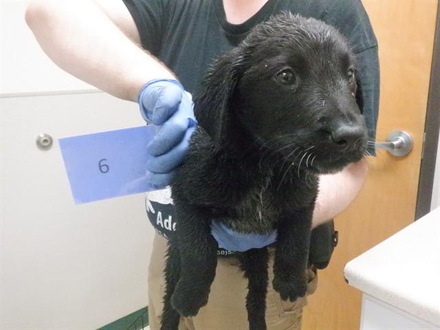 Enlarge PETUNIA, a Adoptable mixed breed in Oroville, CA image 1/1