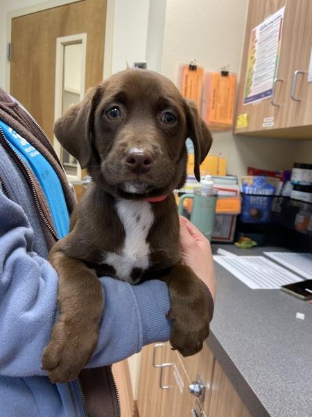 Enlarge Ovaltine, a Adoptable mixed breed in Kennewick, WA image 1/4