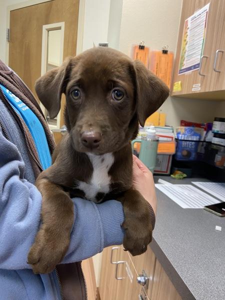 Enlarge Ovaltine, a Adoptable mixed breed in Kennewick, WA image 2/4