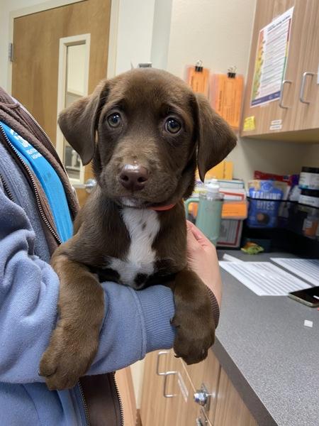 Enlarge Ovaltine, a Adoptable mixed breed in Kennewick, WA image 3/4
