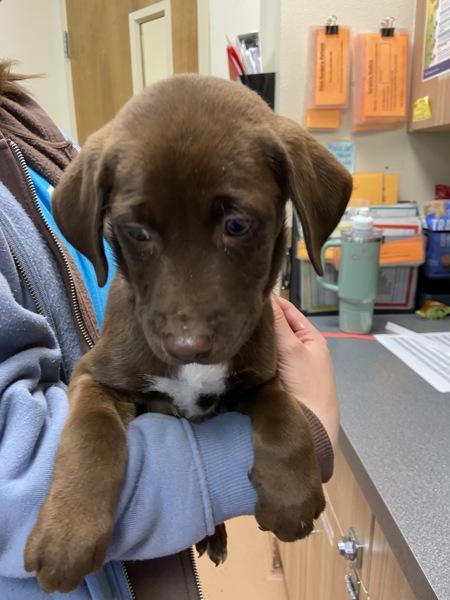 Enlarge Ovaltine, a Adoptable mixed breed in Kennewick, WA image 4/4