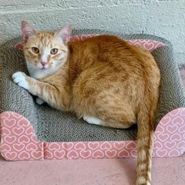 Itsy, ADOPTABLE, Adult Female Domestic Short Hair.