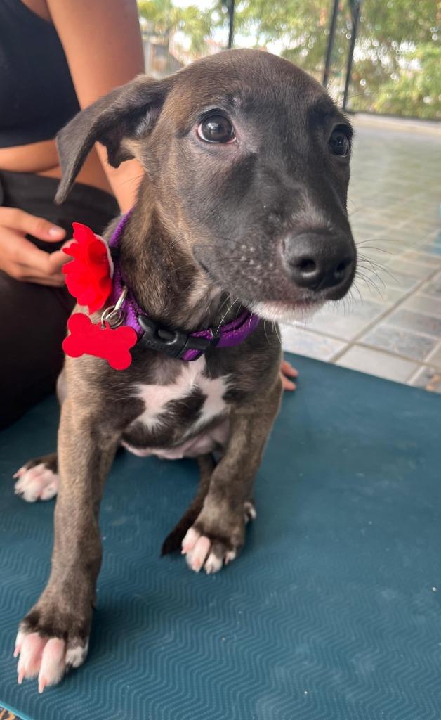 Emma — thumbnail 6