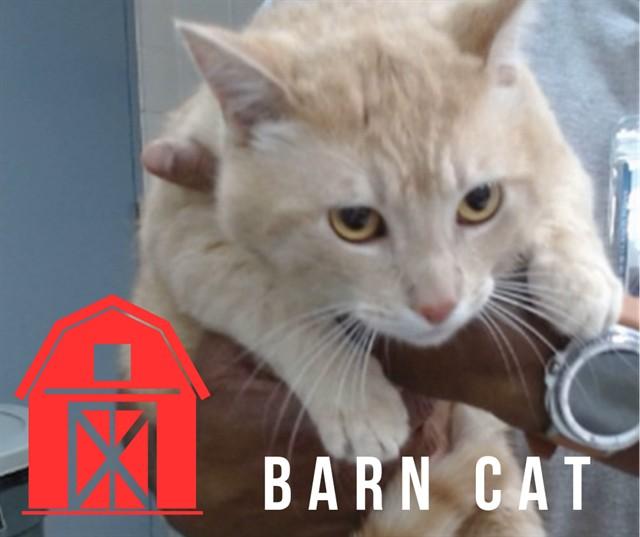 BARNABY, Adoptable, Adult Male Domestic Short Hair.
