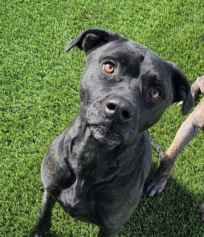 Enlarge Amity, a ADOPTABLE mixed breed in Frankfort, KY image 3/4