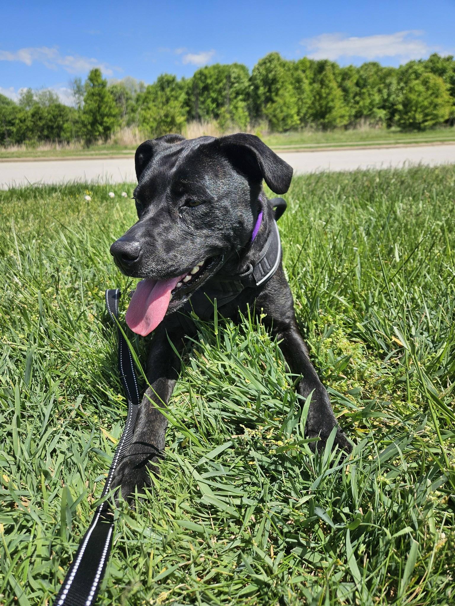 Amity, a ADOPTABLE mixed breed in Frankfort, KY image 6/6