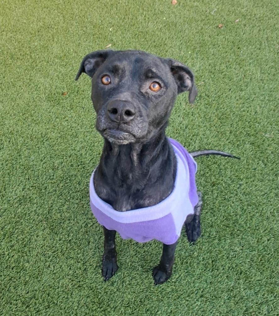 Enlarge Amity, a ADOPTABLE mixed breed in Frankfort, KY image 2/4