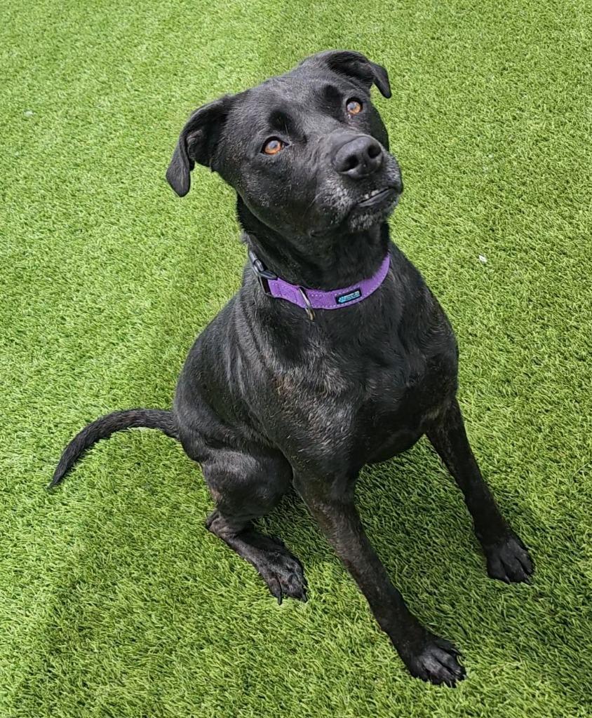 Amity, a ADOPTABLE mixed breed in Frankfort, KY image 1/5