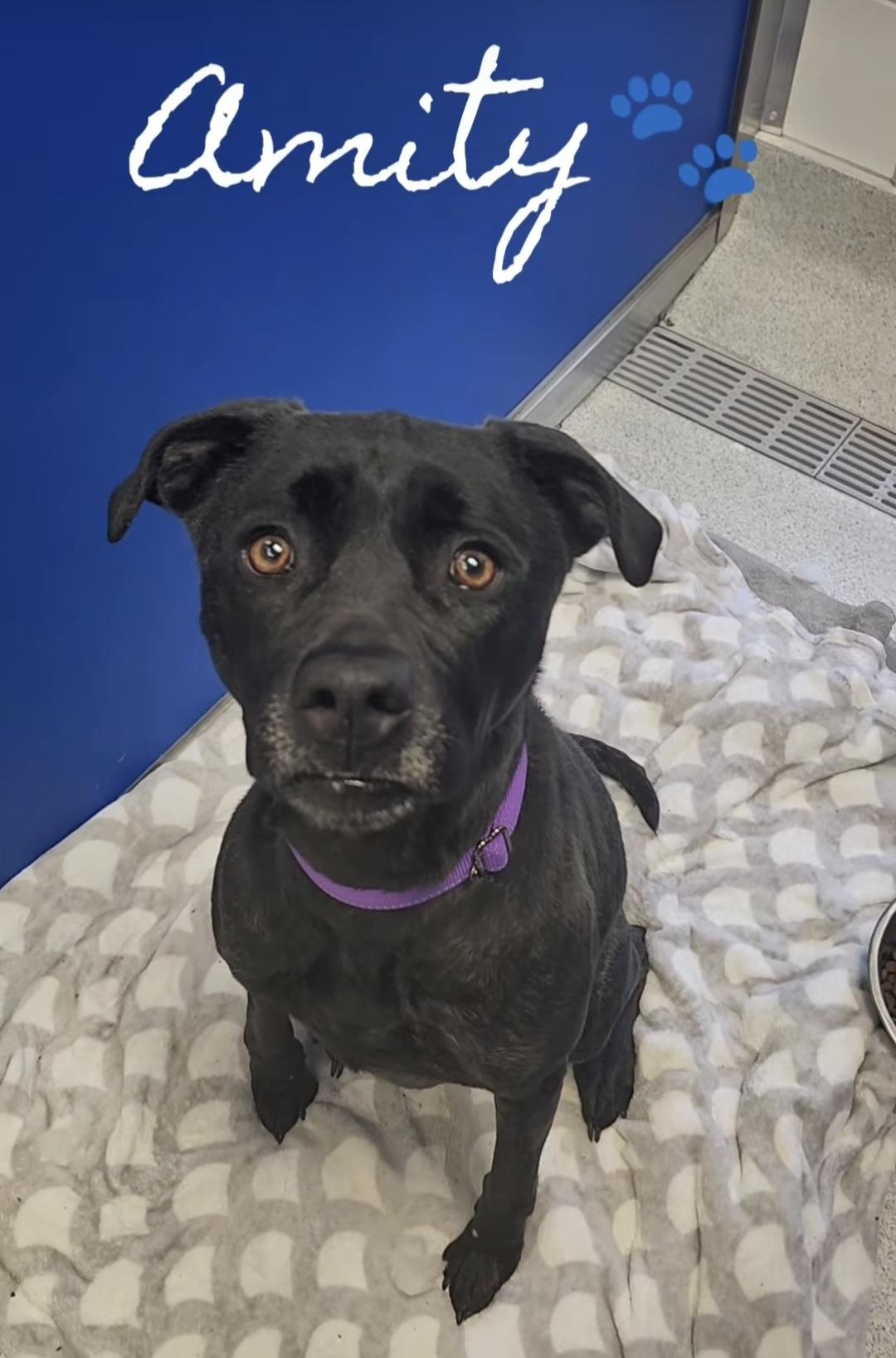 Enlarge Amity, a ADOPTABLE mixed breed in Frankfort, KY image 4/4