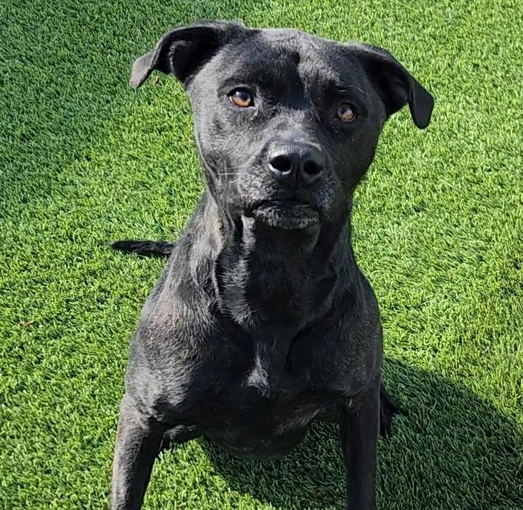 Enlarge Amity, a ADOPTABLE mixed breed in Frankfort, KY image 1/4