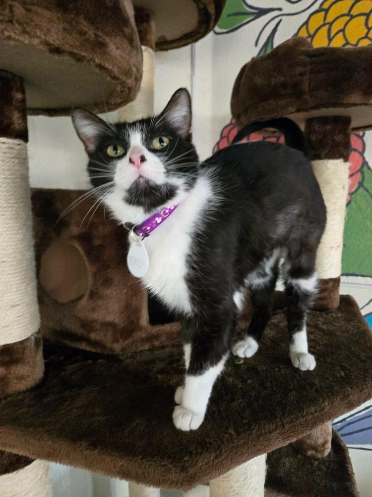 Maki 3, Adoptable, Adult Female Domestic Short Hair.